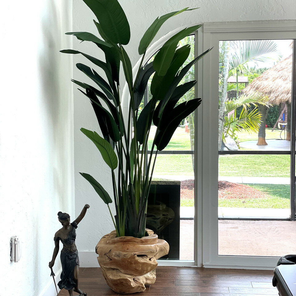 Grand Pot en Racine de Teck avec Grande Strelitzia