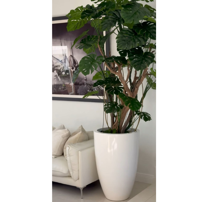 Arbre Monstera dans un pot blanc brillant