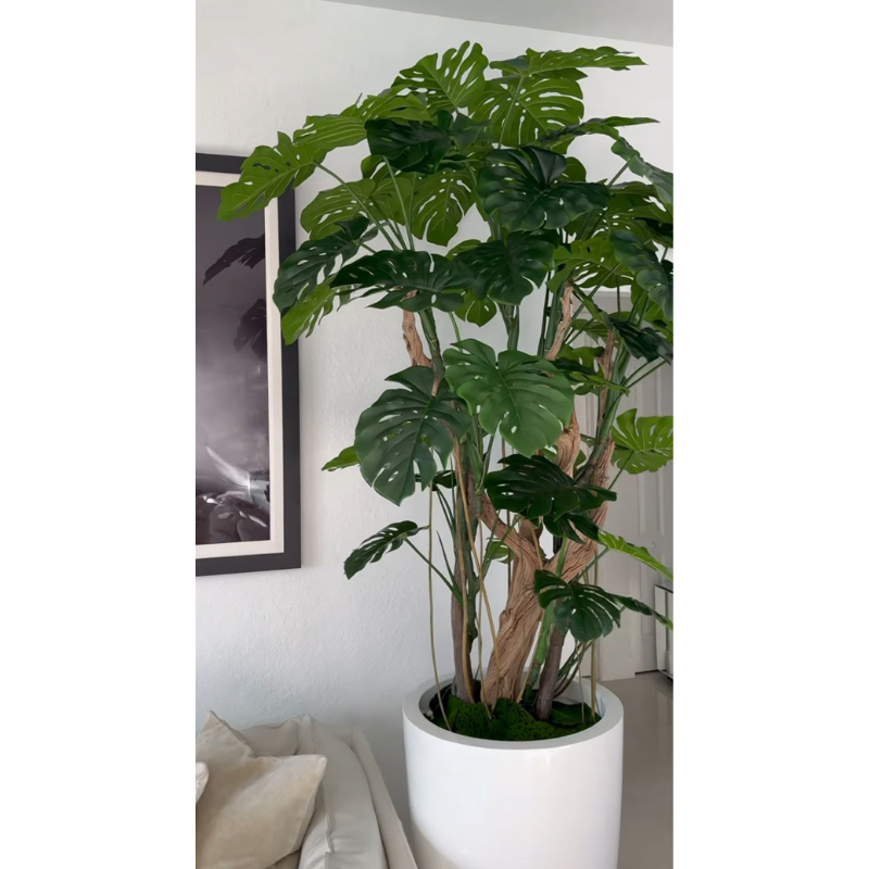 Arbre Monstera dans un pot blanc brillant