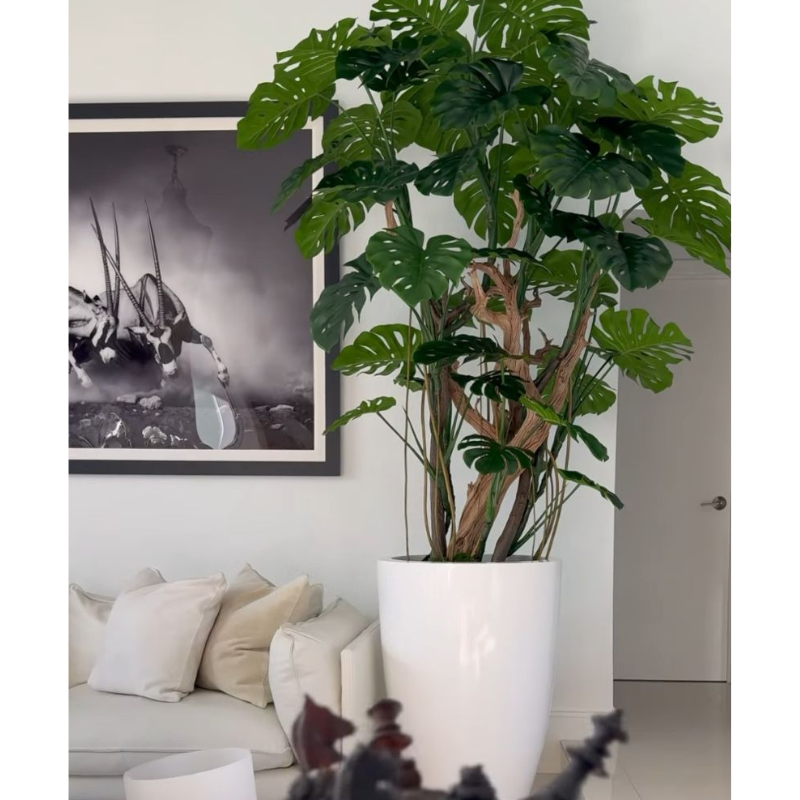 Arbre Monstera dans un pot blanc brillant