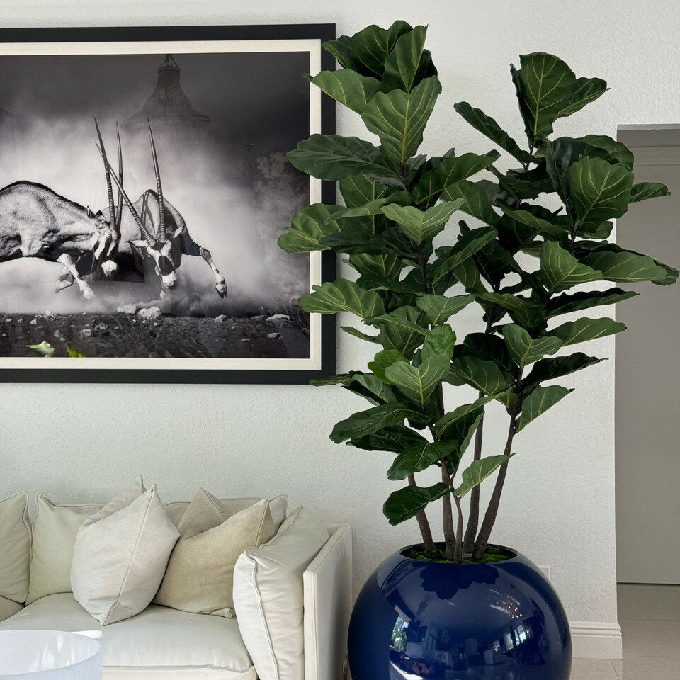 Vase Globe Bleu 30" avec Fiddle Leaf Tree