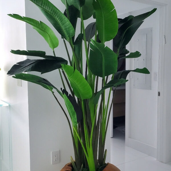 Grand Pot en Racine de Teck avec Grande Strelitzia