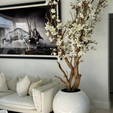 Arbre de magnolia blanc dans un pot globe blanc brillant de 30"