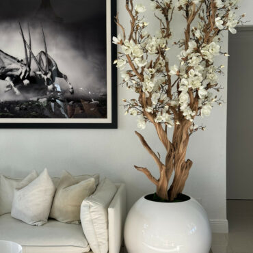 Arbre de magnolia blanc dans un pot globe blanc brillant de 30"