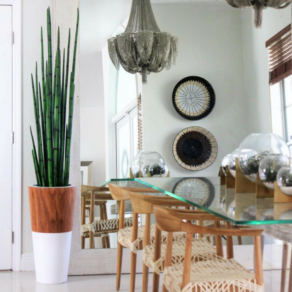 Herbe de serpent (160 cm) dans vase Lux blanc