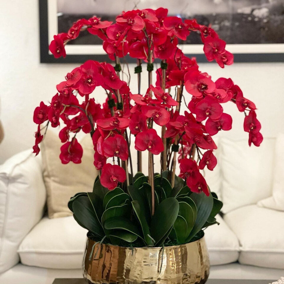 Orchidées Phalaenopsis Rouges dans un Vase Moyen Doré