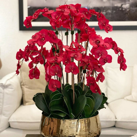 Orchidées Phalaenopsis Rouges dans un Vase Moyen Doré