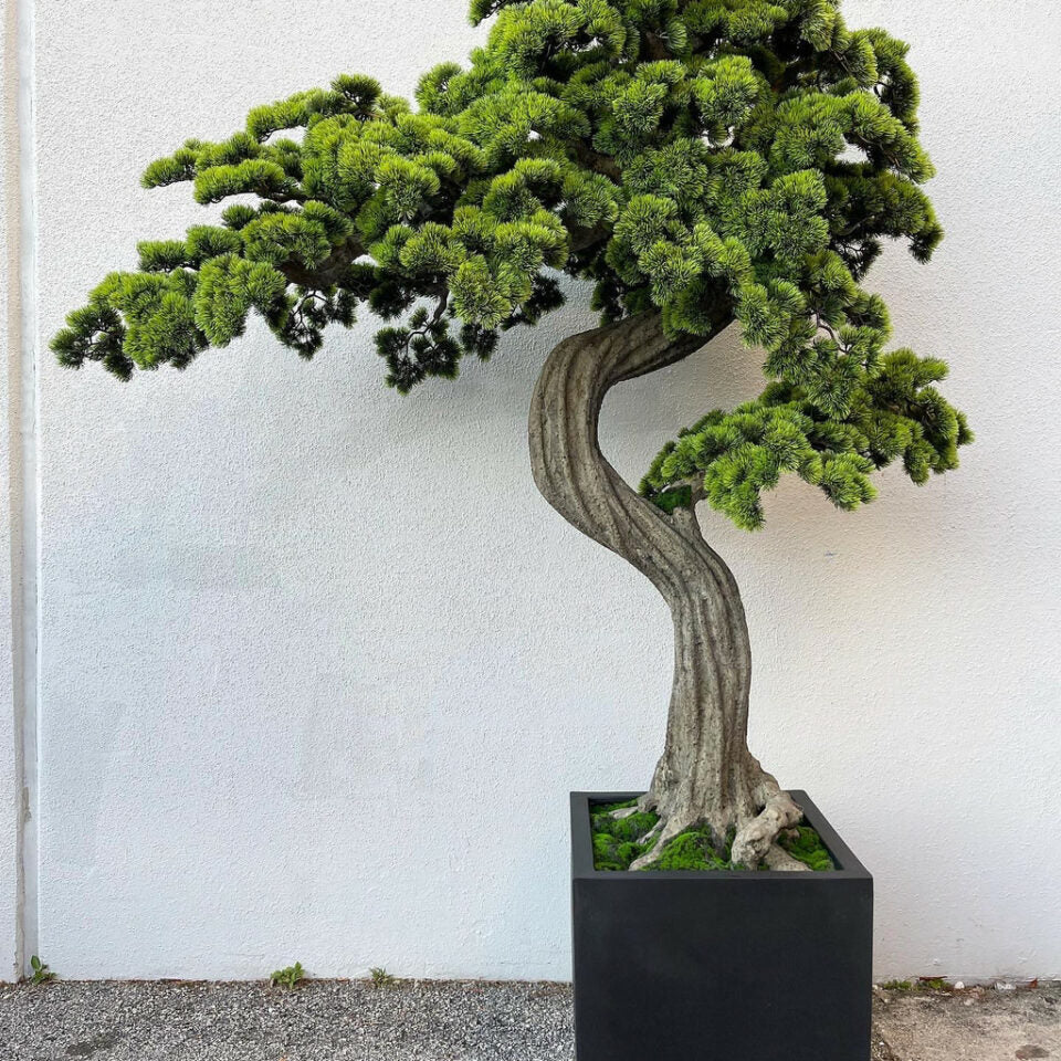 Grand Bonsaï avec pot Block M