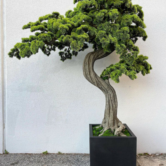 Grand Bonsaï avec pot Block M
