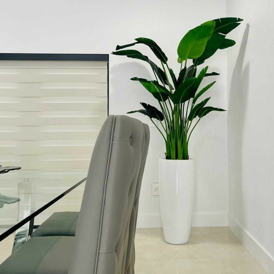 Strelitzia de 7 pieds avec pot Dax L