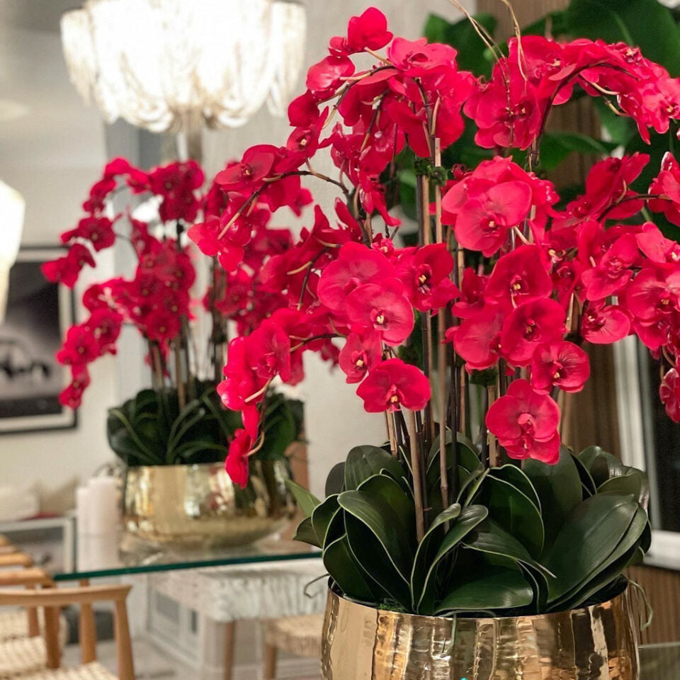 Orchidées Phalaenopsis Rouges dans un Vase Moyen Doré