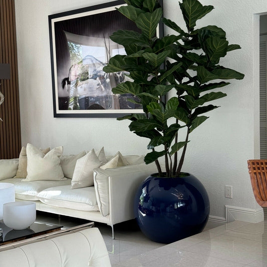 Vase globe bleu avec figuier lyré