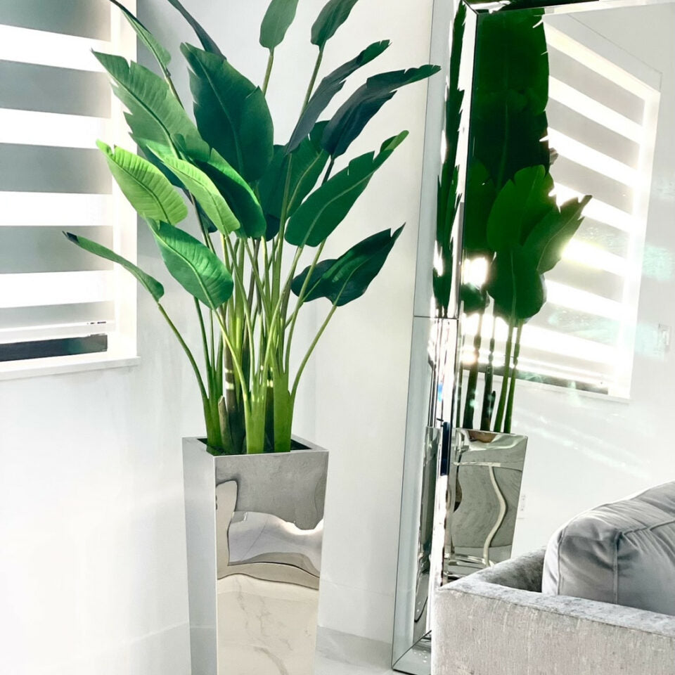 Pot Cube Moyen en Acier Inoxydable avec Strelitzia (7′)