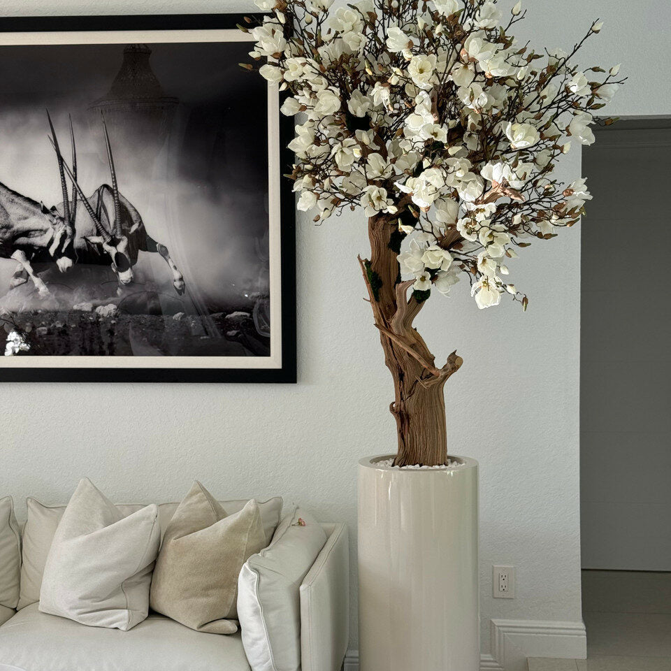 Arbre de magnolia blanc dans un pot St. Tropez beige brillant