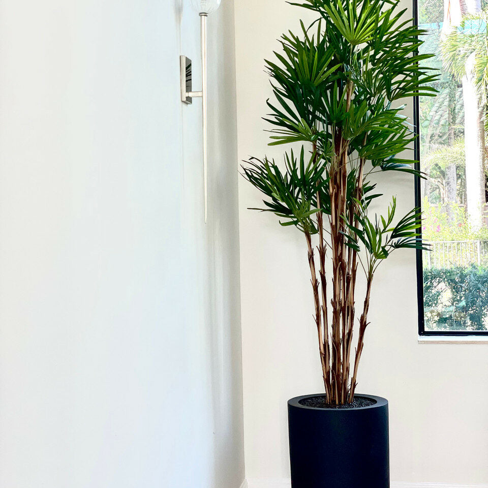 Palmier dans un Grand Pot Noir XL