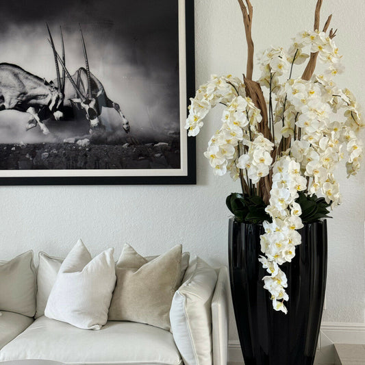 Vase San Jose en Noir Brillant avec Orchidées Blanches en Cascade