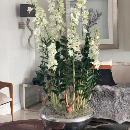 Jardinière Avenue avec Orchidées Dendrobium