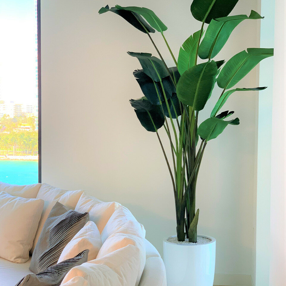 Strelitzia de 2,74 m avec pot Ben en blanc brillant