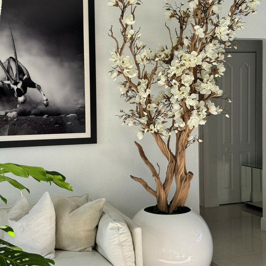 Arbre de magnolia blanc dans un pot globe blanc brillant de 76 cm