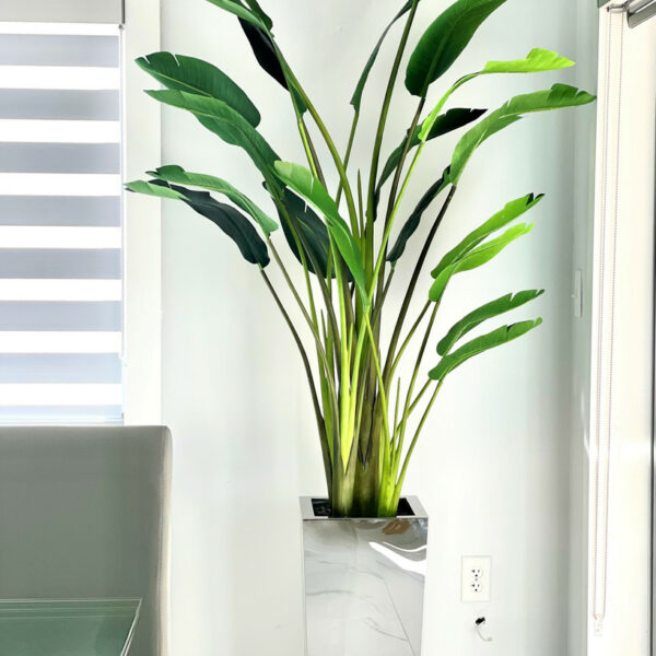 Pot Cube Moyen en Acier Inoxydable avec Strelitzia (7′)